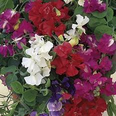 Flower Seeds Suttons Sweet Pea Seeds - Patio Mix 25 Seeds Pack