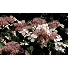 July Ornamental Shrubs Hydrangea 'Bluebird