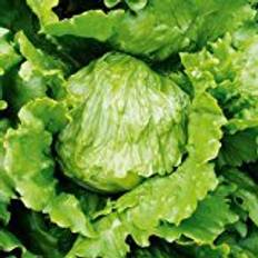 Leafy Vegetables Vegetable Seeds Suttons Lettuce Seeds - Match 200 Seeds Pack