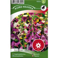 Rosa Blomsterfrø Nelson Garden Fingerbøl 4500 pack