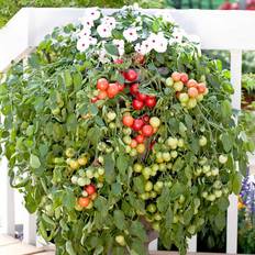 Vegetable Seeds Suttons Tomato Seeds - Cherry Falls 8 Seeds Pack