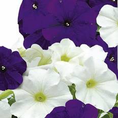 Suttons Petunia Seeds - Skyline Mix 50 Seeds Pack