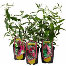 Sommerfuglebusk Buddleia Træ & Busk