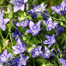 Flower Seeds Suttons Love-in-a-Mist Seeds - Blue Stars 950 Seeds Pack