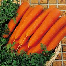 Carrots Vegetable Seeds Suttons Carrot Seeds - F1 Resistafly 180 Seeds Pack