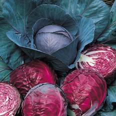 Suttons Cabbage Seeds - Red Drumhead 300 Seeds Pack