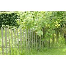 Claus Dalby Haver & Udemiljøer Claus Dalby Chestnut Fence