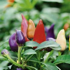 Sweet Pepper Vegetable Seeds Suttons Pepper Chilli Seeds - Prairie Fire 12 Seeds Pack