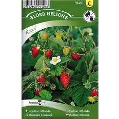 Jordbær planter Nelson Garden Jordbær Rügen 495 pack Frugt- & Bærfrø