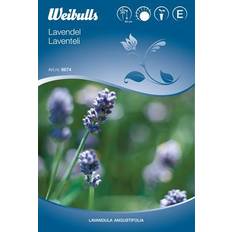 Sommerblomster Weibulls Lavender