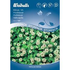 Weibulls Planter Weibulls Hvidkløver Sommerblomst