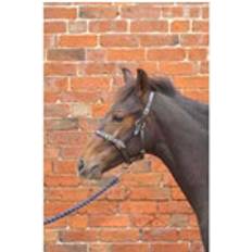 Foal