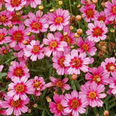 Perennials Suttons Coreopsis Plant - Hardy Jewel Garnet