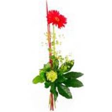 Gerbera Snittblommor Flowerhouse.se Red star