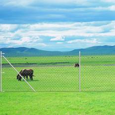 Green Chain-Link Fences vidaXL Chain Link Fence with Posts 31.5"x49.2ft