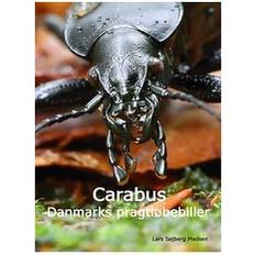 Carabus Carabus - Danmarks pragtløbebiller (E-bog, 2017)