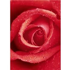 Rose (00368)