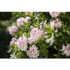 Rosa Sommarblommor Rhododendron 'Bloombux'
