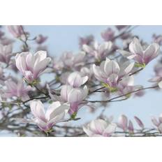 Komar Fotomurale Magnolia, multicolor 368 x 254.0 cm