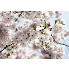 Spring (8-507)