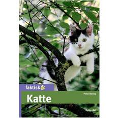 Katte Katte, Hardback (Inbunden, 2017)