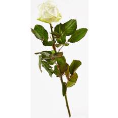 Afskårne blomster Bloomit Nedkastningsrose - Hvid