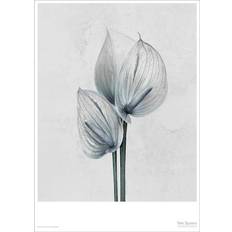 Vissevasse Botanica Anthurium Andreanum Plakat 50x70cm