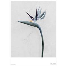 Plakater natur Vissevasse Botanica Strelitzia Reginae Plakat 50x70cm