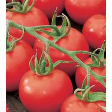 Seklos Tomato Spencer Grøntsagsfrø