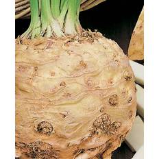 Celeriac Maxim