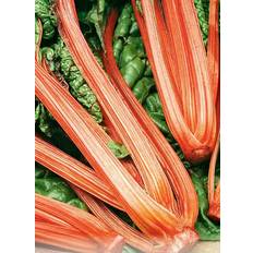 Billig Frugt- & Bærfrø Seklos Swiss Chard Rhubarb Chard