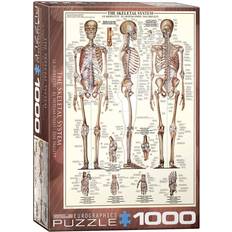 Eurographics The Skeletal System 1000 Pieces