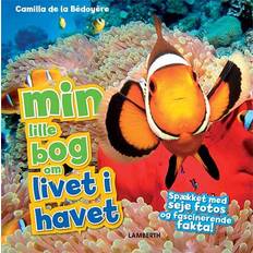 Bøger Min lille bog om livet i havet (Indbundet, 2019)