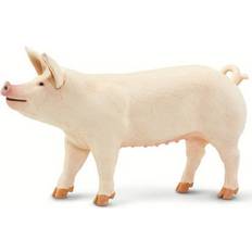 Large White Pig 100269