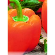 Sweet Pepper Andrea