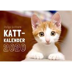 Kattkalender Roliga katters kattkalender 2020 (Häftad)