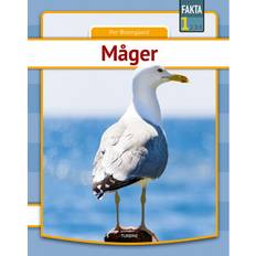 Bøger Måger (Indbundet, 2020)