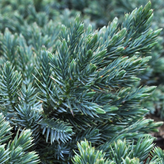 Juniperus Squamata