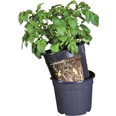 Gardenlife Potato Pot Potteplante