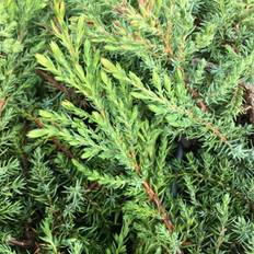 Halvskuggigt Häckplantor Juniperus Communis