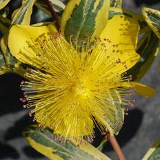 Hypericum Calycinum Prydbusk