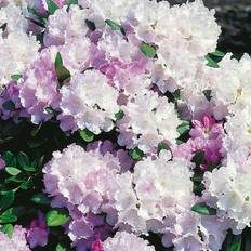 Halvskuggigt Rhododendron & Azalea Rhododendron Silberwolke