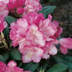 Halvskuggigt Rhododendron & Azalea Rhododendron Polaris