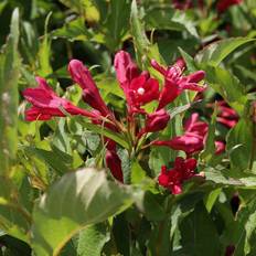 Weigela Hækplante