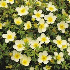 Oktober Prydnadsbuskar Potentilla Fruticosa 3 pack