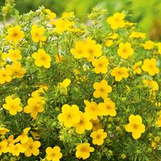 Oktober Prydnadsbuskar Potentilla Fruticosa 10 pack