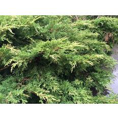 Juniperus x Pfitzeriana