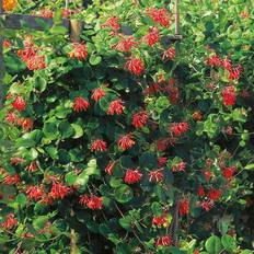 Lonicera Brownii