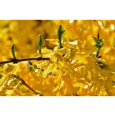 Forsythia Forsythia Prydbusk