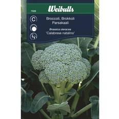Broccoli Weibulls Broccoli Grøntsagsfrø